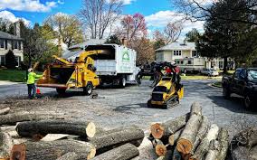 How Our Tree Care Process Works  in Yountville, CA